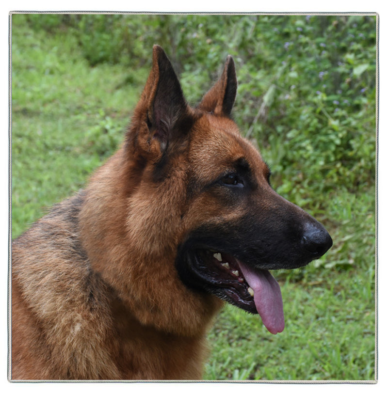 강아지 포켓 스퀘어