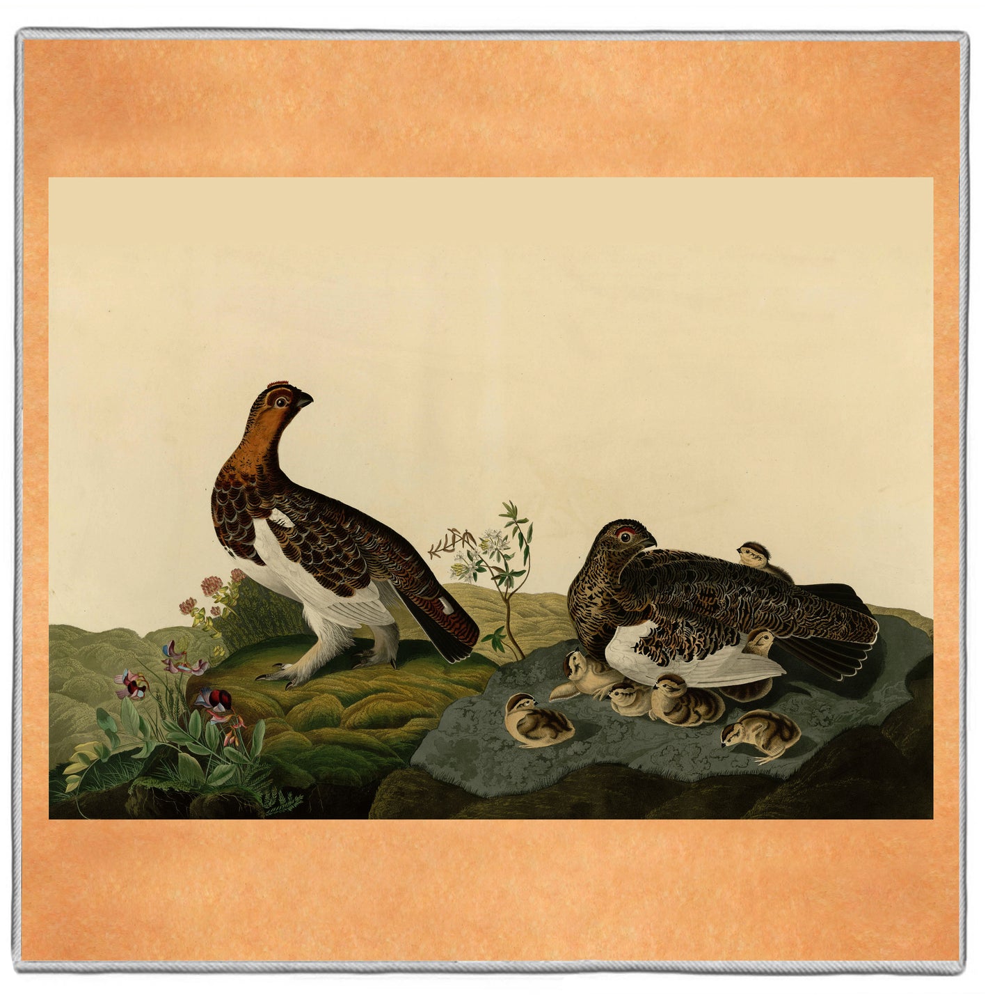 {[en]:Willow Grouse - Audubon Pocket Square
