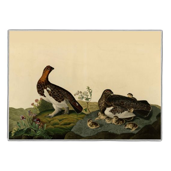 {[en]:Willow Grouse - Audubon Pocket Rectangle